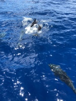 Dolphins near the Huki Pono bow.