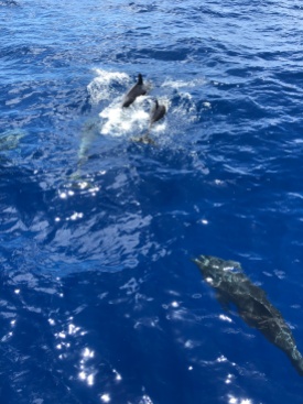 Dolphins near the Huki Pono bow.