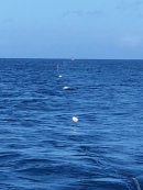 Porpoise array alignment along crossline 1. Our chase boat is positioned at the end of this 1 km array.