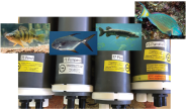 Data loggers of the Porpoise CSEM receivers used in this survey and their associated fish.